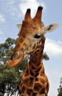 Journal: Friendly Giraffe: Lined Journal, 120 Pages, 5.5 x 8.5, Giraffe, Soft Cover, Matte Finish