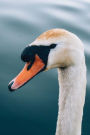 Orange Beaked Swan on the Water: 150 page lined 6 x 9 notebook/diary/journal