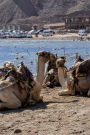 Camels in Egypt Africa Resting by the Beach Journal: Take Notes, Write Down Memories in this 150 Page Lined Journal