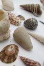 My Shell Collection Notebook