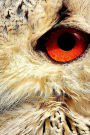 Orange Eye of An Owl Journal: Take Notes, Write Down Memories in this 150 Page Lined Journal