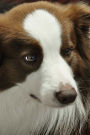 Border Collie Notebook