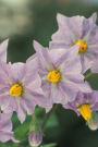 Blooming Potato Plant Flowers Journal: Take Notes, Write Down Memories in this 150 Page Lined Journal