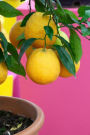 Potted Yellow Lemon Tree Journal: Take Notes, Write Down Memories in this 150 Page Lined Journal