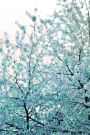 Journal: Cherry Blossoms, Blue, Stanley Park, 150 Blank Sheets, Front & Back Image Cover