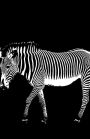 Zebras Notebook: 5.06