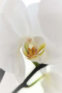 A White Orchid Journal: 150 Page Lined Notebook/Diary