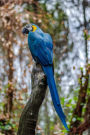 A Wild Blue and Gold Macaw Journal: Take Notes, Write Down Memories in this 150 Page Lined Journal