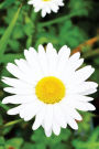 Journal: He loves me, he loves me not! Let the daisy flower tell you..(6x9, 150 blank sheets)