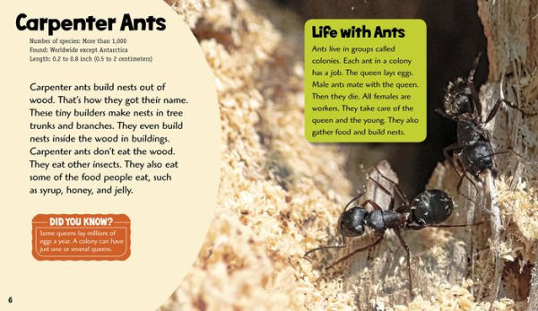 Amazing Ants: A 4D Book