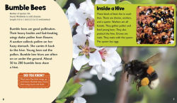 Alternative view 4 of Buzzing Bees: A 4D Book