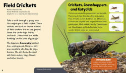 Alternative view 2 of Cool Crickets