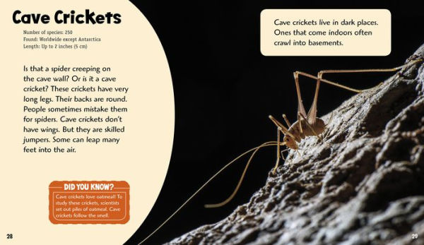 Cool Crickets