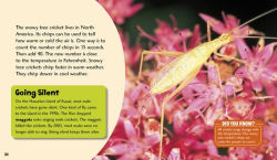 Alternative view 5 of Cool Crickets