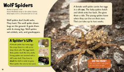 Alternative view 2 of Splendid Spiders