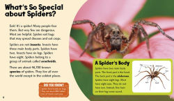 Alternative view 4 of Splendid Spiders