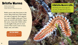 Alternative view 2 of Wonderful Worms