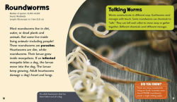 Alternative view 4 of Wonderful Worms