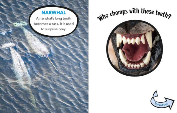 Who Chomps With These Teeth?