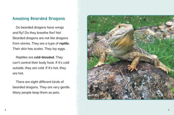 Bearded Dragons