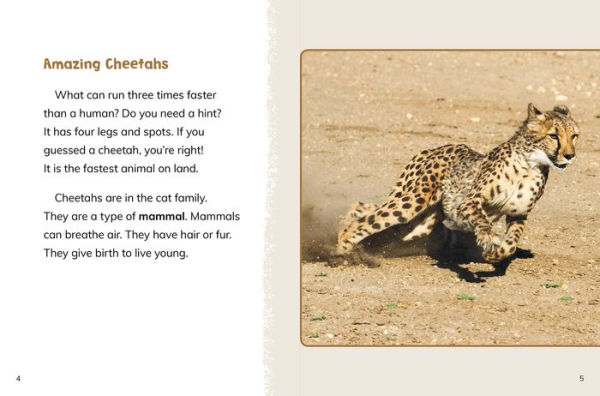 Cheetahs