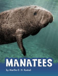 Alternative view 1 of Manatees