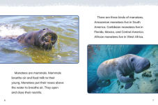 Alternative view 2 of Manatees