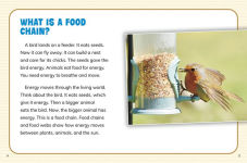 Alternative view 4 of Is It a Food Web or a Food Chain?