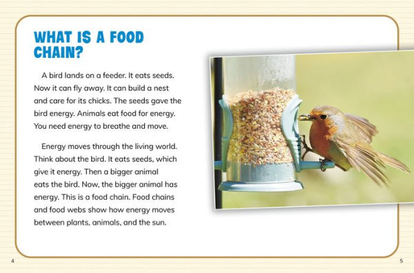Is It a Food Web or a Food Chain?
