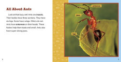 Alternative view 3 of Fast Facts About Ants