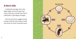 Alternative view 11 of Fast Facts About Bees