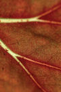 Autumn Leaf Veins Any Day Planner Notebook: Scheduler Organizer Datebook