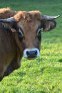 Pretty Cow Journal: 150 Page Lined Notebook/Diary