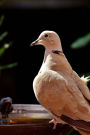 Collared Dove at a Watering Pond Journal: Take Notes, Write Down Memories in this 150 Page Lined Journal