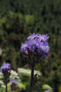 Alpine Blue Sow Thistle Flower Journal: Take Notes, Write Down Memories in this 150 Page Lined Journal