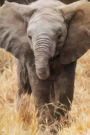 Baby Elephant - Lined Notebook with Margins: 101 Pages, Medium Ruled, 6 x 9 Journal, Soft Cover