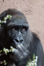 A Cute Shy Female Gorilla Journal: Take Notes, Write Down Memories in this 150 Page Lined Journal