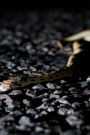 Gopher Snake on the Road Journal: Take Notes, Write Down Memories in this 150 Page Lined Journal