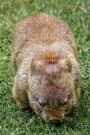 An Australian Wombat Journal: 150 Page Lined Notebook/Diary