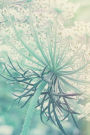 Queen Anne's Lace - Blank Notebook with Fleur de Lis Corners: Soft Cover, 6 x 9 Journal, 100 Pages