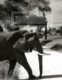 Majestic African Elephants: Narrow Ruled Composition Book 8.5 x 11 inches