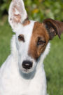 Smooth Fox Terrier Journal: 150 Page Lined Notebook/Diary