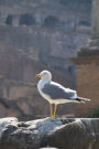 A Seagull Standing Tall in Rome, Italy Journal: Take Notes, Write Down Memories in this 150 Page Lined Journal