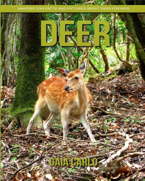 fun facts about deer for kids