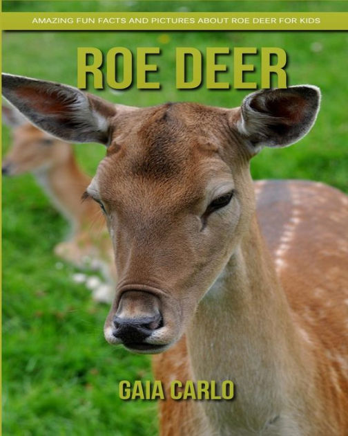 fun facts about deer for kids