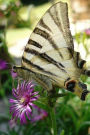 Beautiful Butterfly Notebook