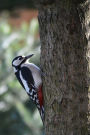 Great Spotted Woodpecker Notebook