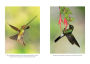 Alternative view 2 of The Hummingbirds' Gift: Wonder, Beauty, and Renewal on Wings