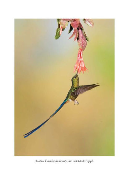 The Hummingbirds' Gift: Wonder, Beauty, and Renewal on Wings