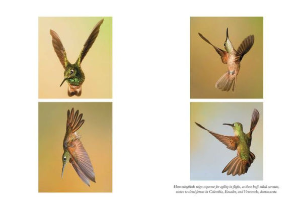 The Hummingbirds' Gift: Wonder, Beauty, and Renewal on Wings
